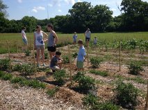 Day camp gardening