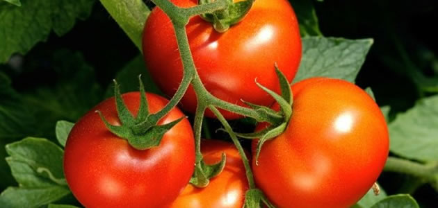 Tomatoes